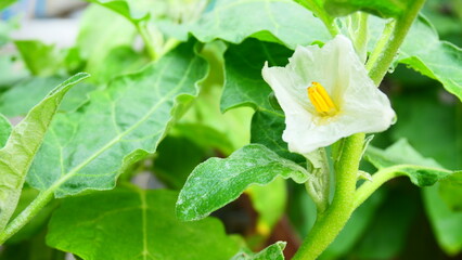 white flower of the Thai eggplant on a plant with green leaves