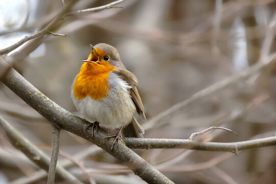 A singing robin on a branch, close-up. Erithacus rubecula.