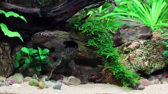 male bushymouth catfish, bristle nose flaring it's gills outside it's cave, ancistrus dolichopterus