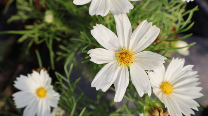 beautiful white cosmos flower in the home garden