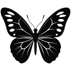 Vector illustration of butterfly on white background. There are two versions, black shape and black and white. Butterflies silhouette. 