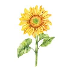 Fototapeta premium Sunflower sunflower illustration watercolor vector