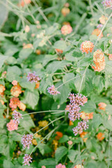 Colorful blooming flowers in a garden during daylight showcase nature's vibrant palette