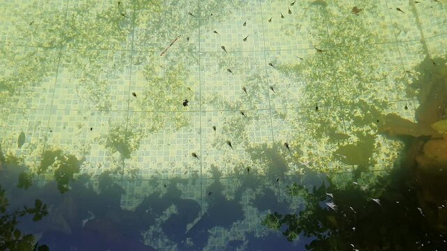 Tiny tadpoles, the aquatic larval stage of frogs and toads, swimming in an abandoned dirty pool