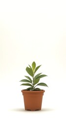 Obraz premium Flowers in a pot display vibrant blooms and lush foliage