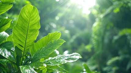 Lush Green Tropical Leaves in Sunlight