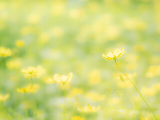 秋の公園や花壇を彩るコスモス（キバナコスモス）のある風景。背景。自然風景素材。明るい日差しでふんわりとボケた景色。