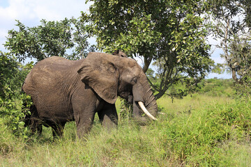 Fototapeta premium Afrikanischer Elefant / African elephant / Loxodonta africana