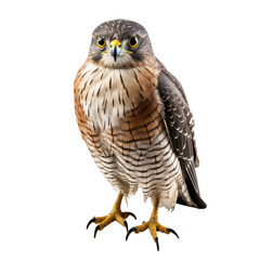 Naklejka premium owl isolated on transparent background