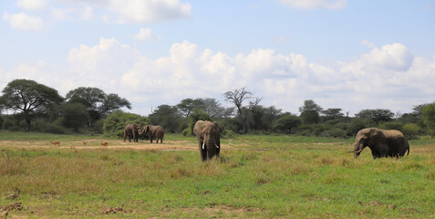 Afrikanischer Elefant im Schlamm / African elephant in the mud / Loxodonta africana