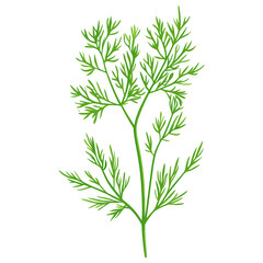 Fototapeta premium Culinary dill herbs leaf illustration design plant vector