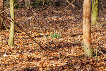 Snowdrops blooming in Siebenbrunn, Augsburg, Germany – February 21, 2025..