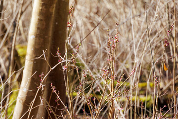 Early blooming Daphne mezereum in Siebenbrunn, Augsburg, Germany – February 21, 2025