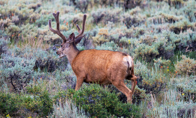 Buck Deer Moving Through a Verdant Landscape in Rocky Mountain National Park Colorado