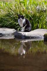 自然公園の池に反射してるハチワレ柄で子猫っぽい野良猫