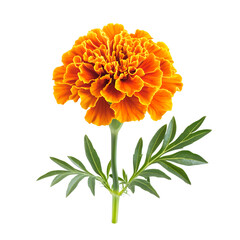 Flowering Marigold Plant with Bright Orange Flowers Isolated on Transparent Background