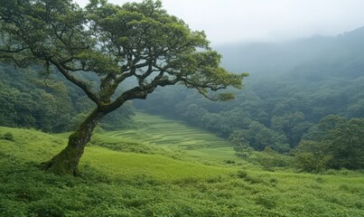 Fototapeta premium Misty Mountain Landscape with Lone Tree and Terraced Fields