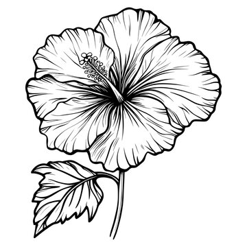 recommend clip art: A Hibiscus hibiscus art drawing vector