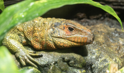 northern caiman lizard, Dracaena guianensis