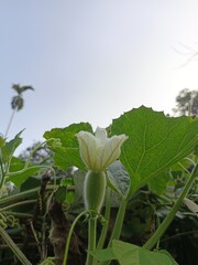 Close-Up of a White Gourd Flower Blooming in Natural Light