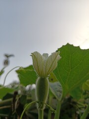 Close-Up of a White Gourd Flower Blooming in Natural Light