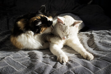 Obraz premium Cats licking washing each other 