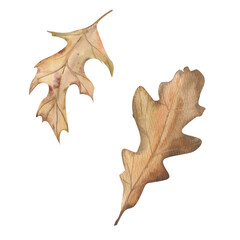 Obraz premium Autumn platan leaves watercolor illustration. Isolated fall dried botanical elements, forest floral clipart for seasonal decor, harvest poster, packing design. Wood tree part drawing