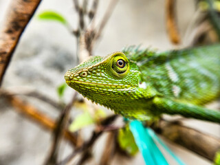 Bronchocela cristatella. Green crested chameleon