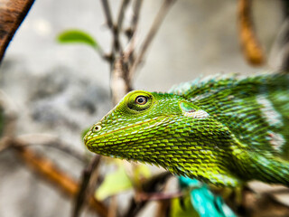 Bronchocela cristatella. Green crested chameleon