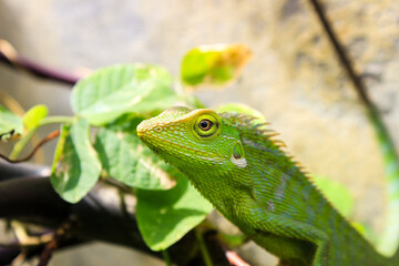 Bronchocela cristatella. Green crested chameleon