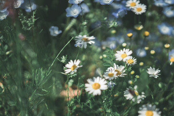 公園でチューリップや桜を撮る