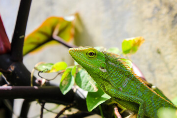 Bronchocela cristatella. Green crested chameleon