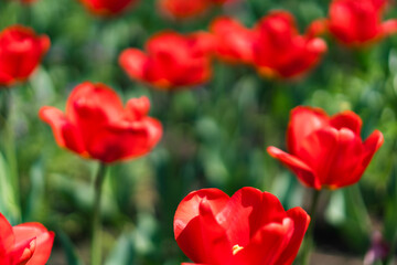 公園でチューリップや桜を撮る
