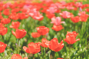 公園でチューリップや桜を撮る