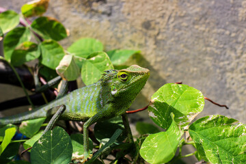 Bronchocela cristatella. Green crested chameleon