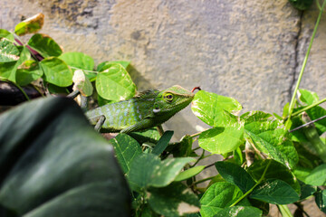 Bronchocela cristatella. Green crested chameleon