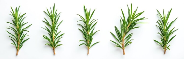 Fototapeta premium Fresh rosemary sprigs isolated on white background. Green aromatic herb for culinary use, flavoring dishes, preparing spice seasoning, cooking oil, for herbal medicine. Natural organic ingredient,