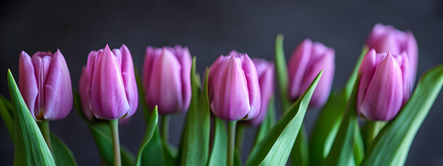 Obraz premium Purple tulips, green stems, macro photography 