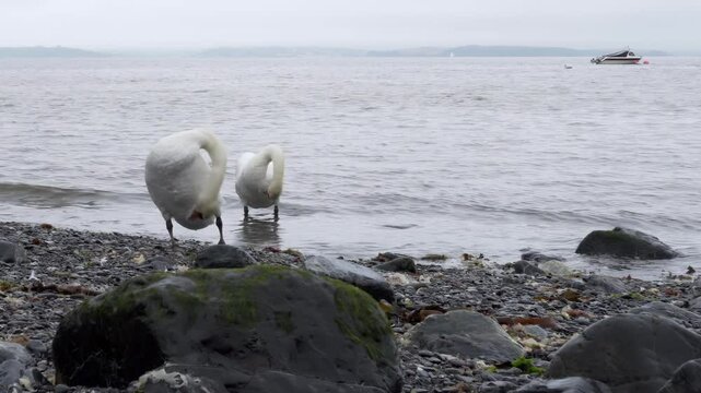 Swan grooming itself close up stock footage