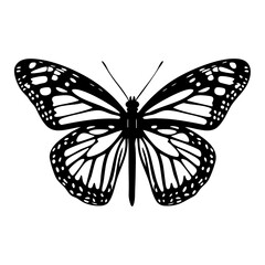 Butterfly art illustration insect vector