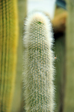 Parodia leninghausii cactus. Close Up of Green cactuses. Desert plants in garden