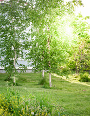 Tree with green leaves is in front of a white house