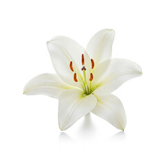 Naklejka premium Lily