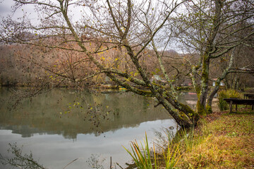 Tree with leaves on it is next to a body of water