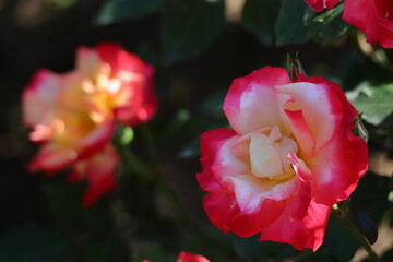 Obraz premium 花の女王