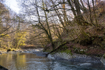 River with a forest on the other side