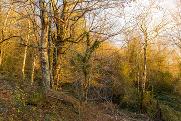 Obraz premium Forest with trees in the background and a tree in the foreground