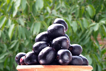 Raw Black Jamun with its tree shown in the background in Blur.point focus.