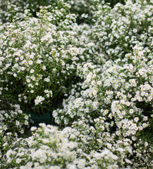 Many small white flowers are blooming.
