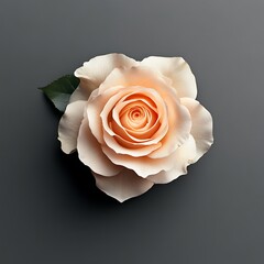 Vibrant Orange Peach Rose on Sharp Grey Background